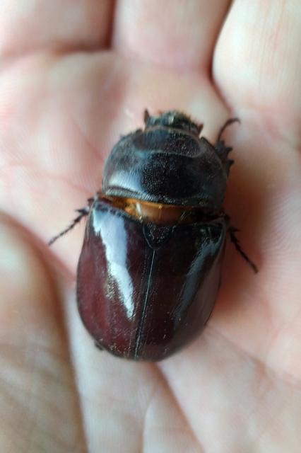 Oryctes nasicornis - orrszarvú bogár Oryctes nasicornis - orrszarvú bogár