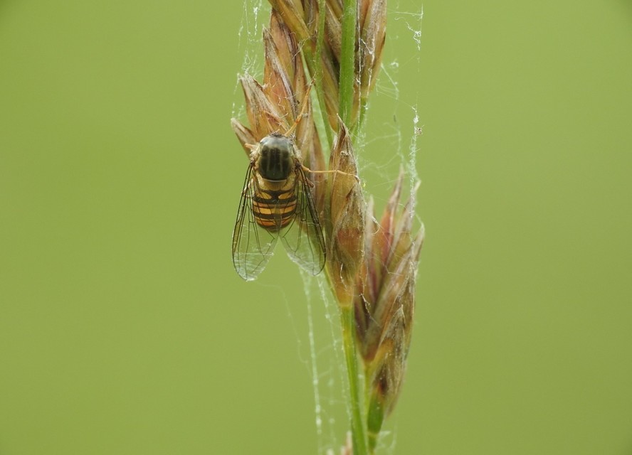 Episyrphus balteatus - ékfoltos zengőlégy