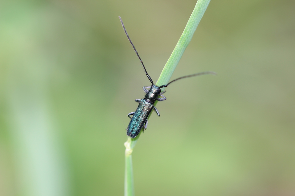 Agapanthia violacea - kék somkórócincér