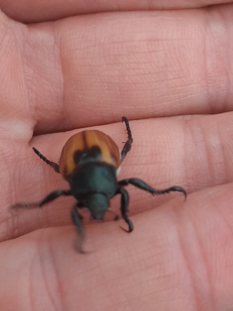 Anisoplia austriaca - osztrák szipoly