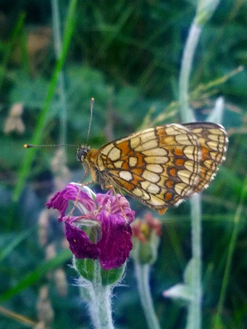 Melitaea athalia - közönséges tarkalepke