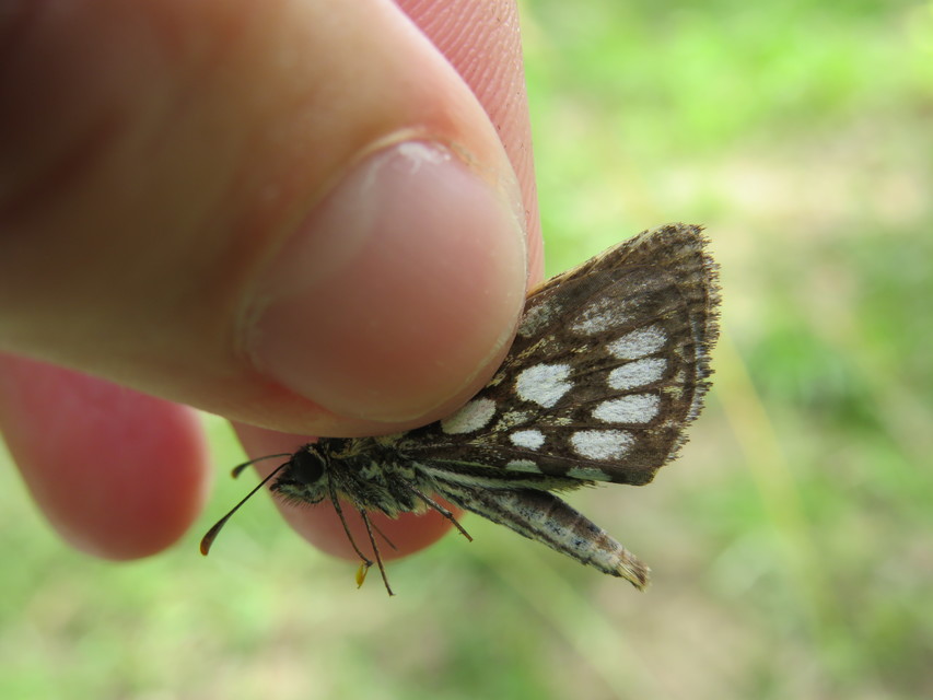 Heteropterus morpheus - tükrös busalepke