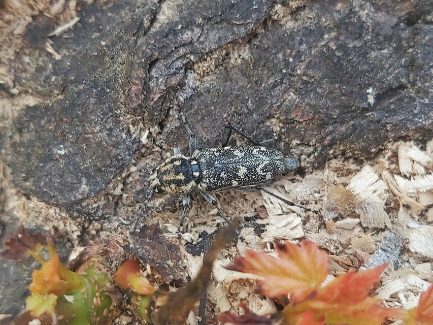 Xylotrechus rusticus - egérszínű darázscincér