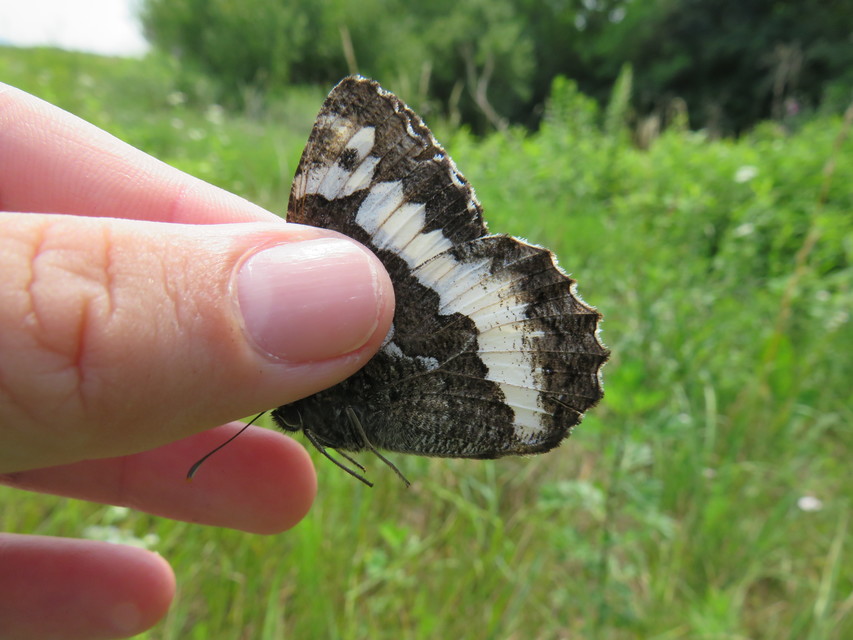 Brintesia circe - fehéröves szemeslepke