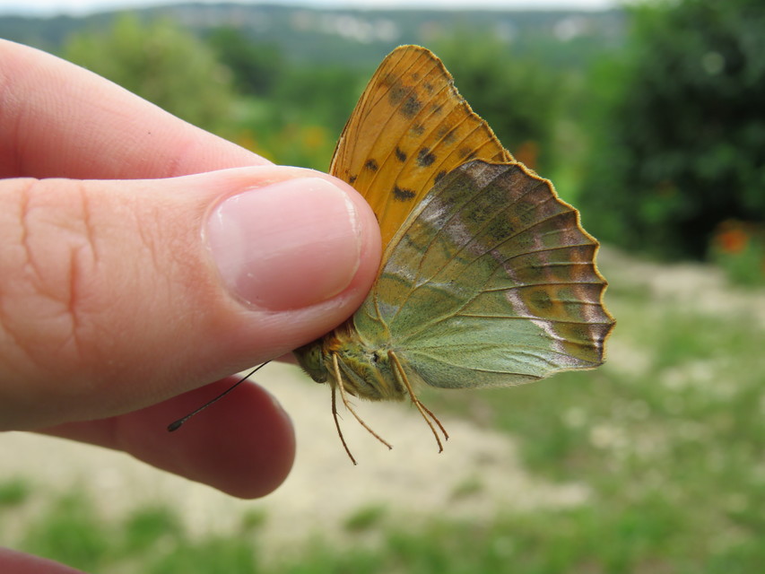 Argynnis paphia - nagy gyöngyházlepke