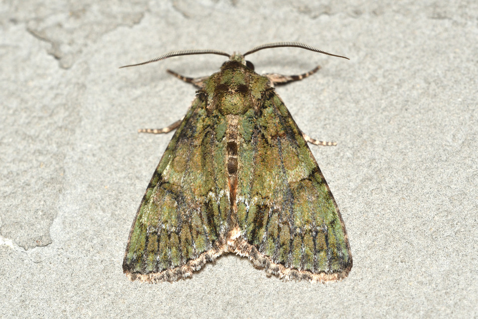 Polyphaenis sericata - selyemfényű erdeibagoly