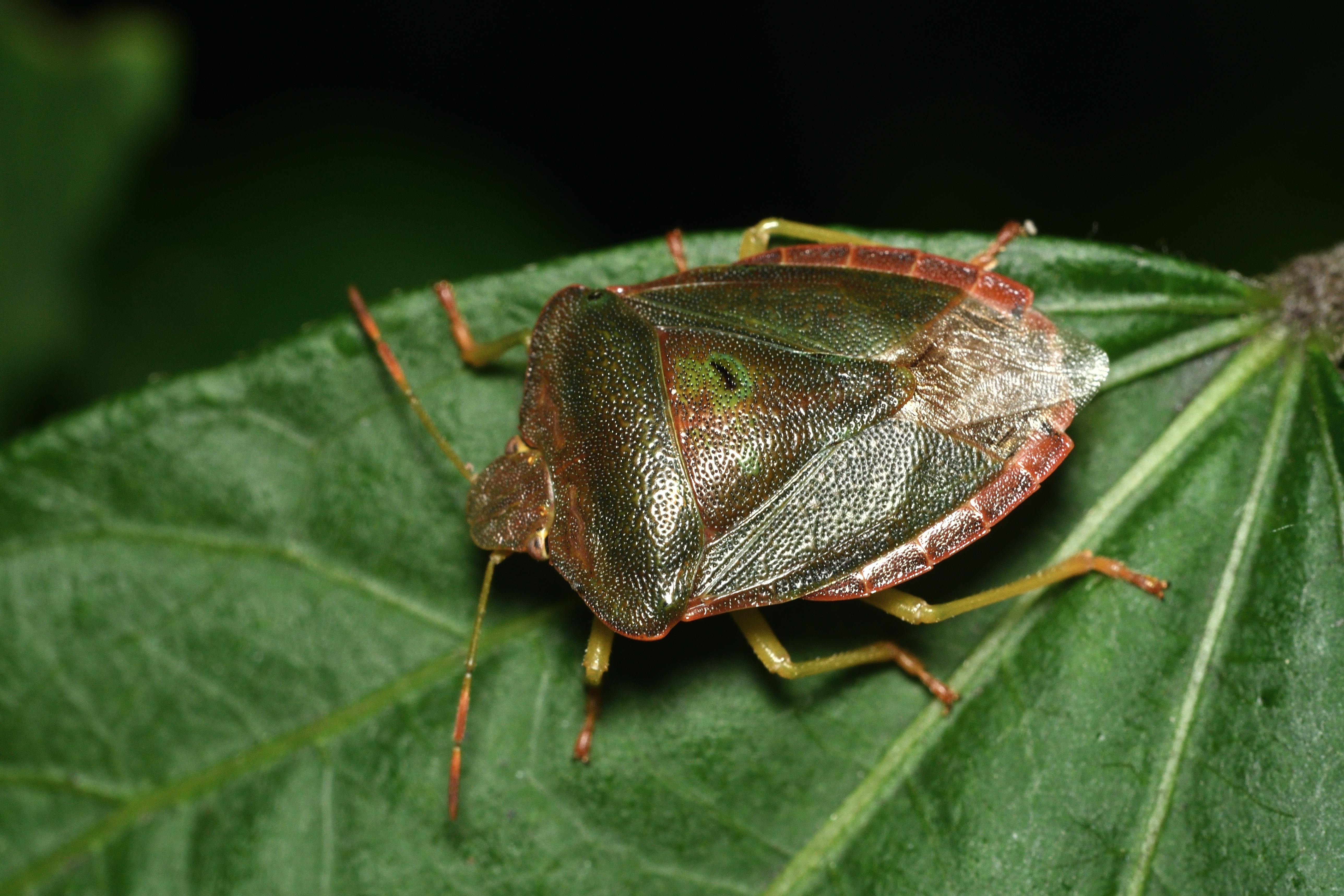 Palomena viridissima - sárga bogyómászó-poloska