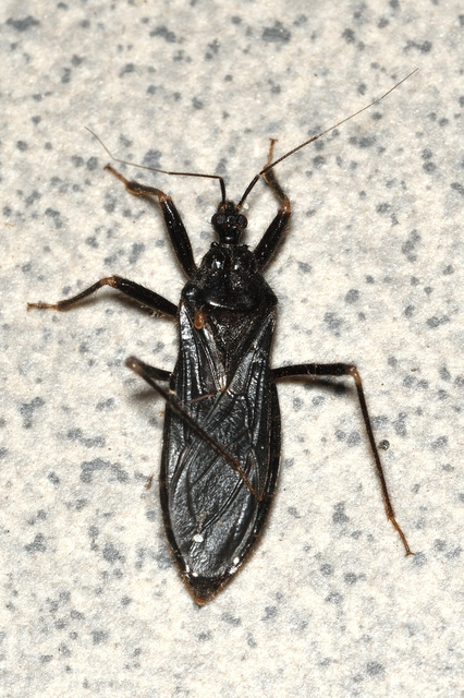 Reduvius personatus - szemetes zugpoloska