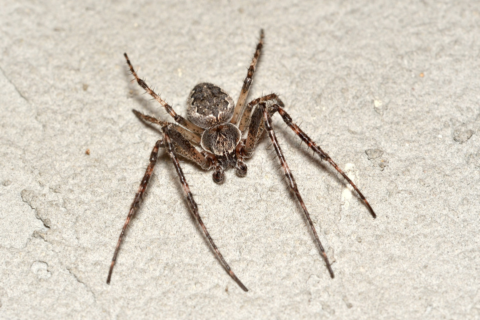 Larinioides ixobolus - ereszalji keresztespók