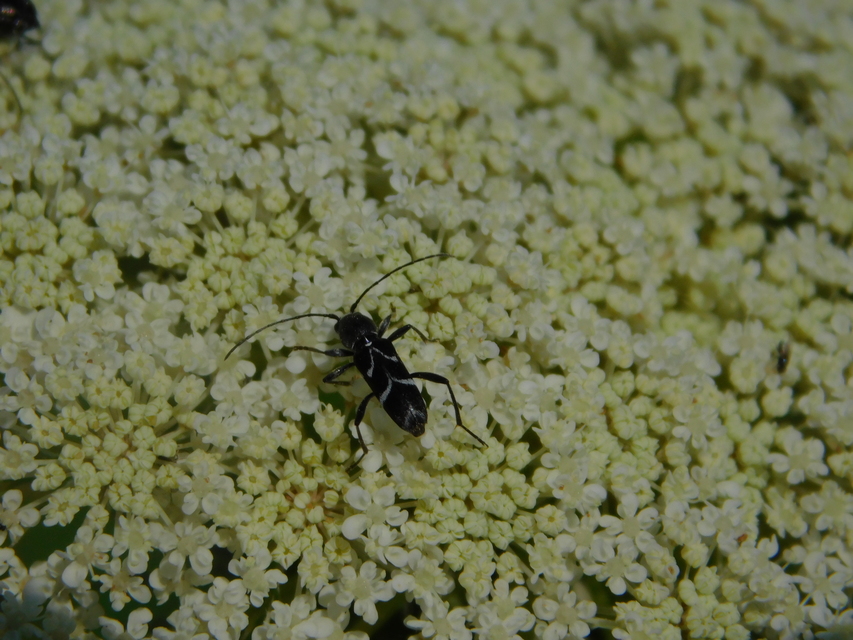 Chlorophorus sartor - feketevállú darázscincér