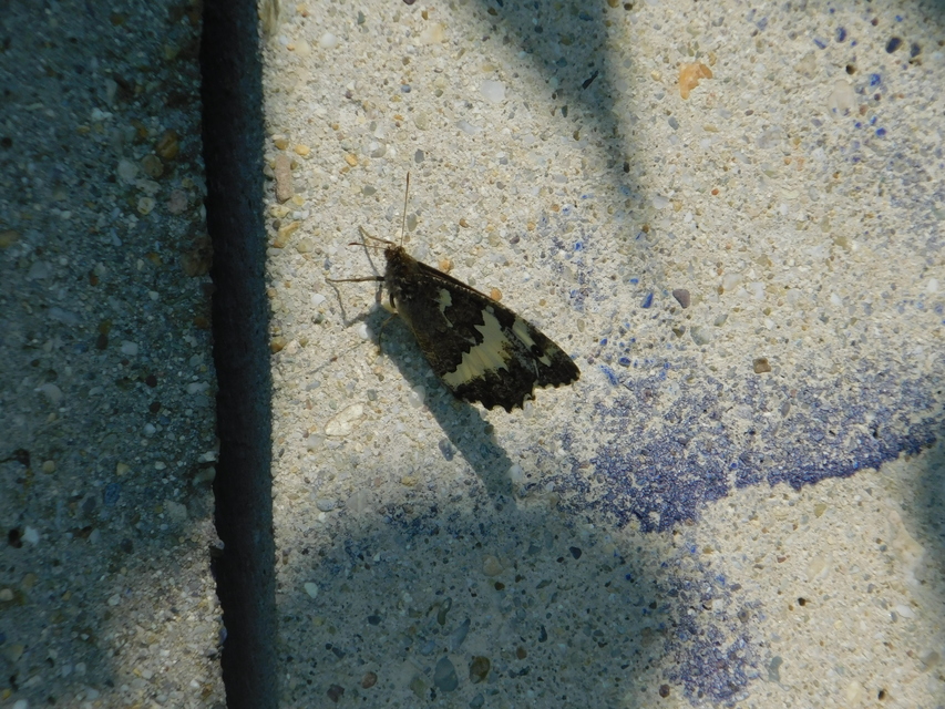 Brintesia circe - fehéröves szemeslepke