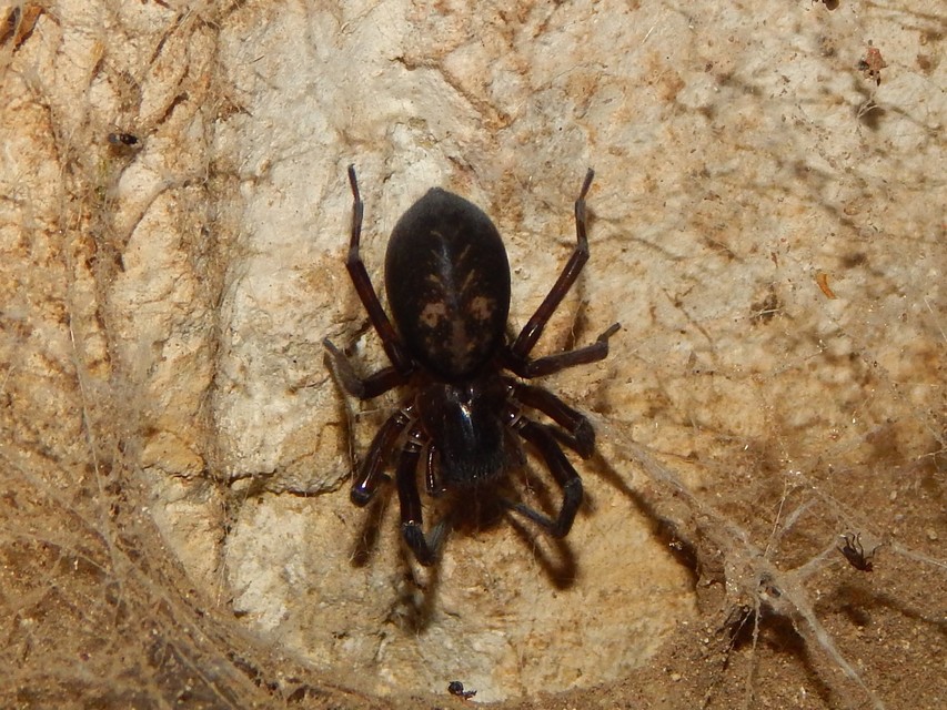 Amaurobius ferox - nagy eretnekpók