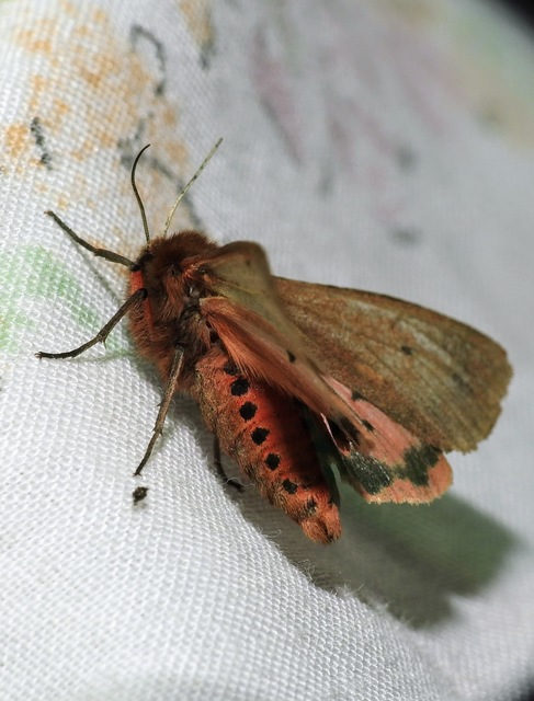 Phragmatobia fuliginosa - füstös medvelepke