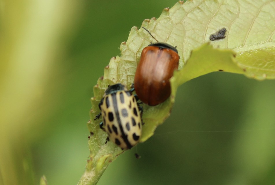 Chrysomela vigintipunctata - húszfoltos fűzlevelész Chrysomela vigintipunctata - húszfoltos fűzlevelész