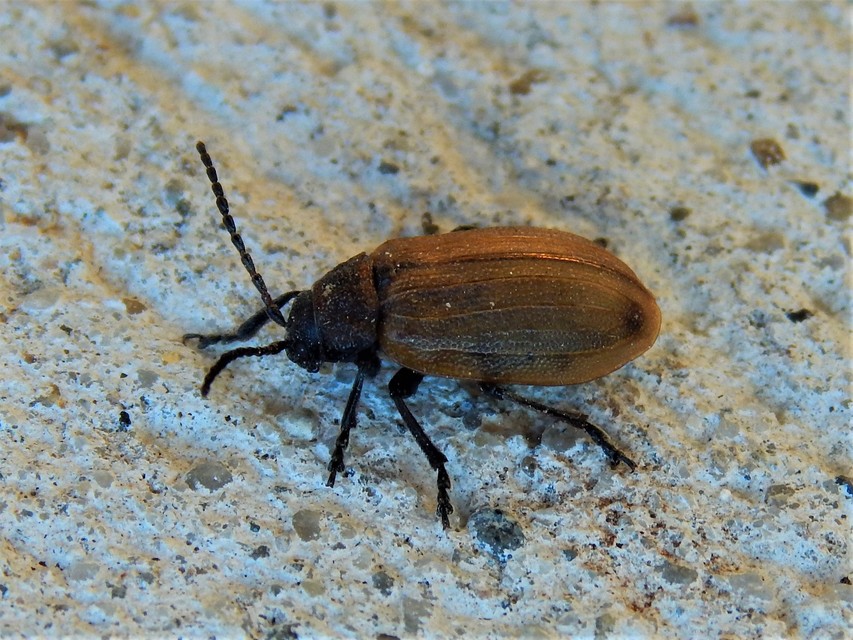 Galeruca pomonae - barna olajosbogár