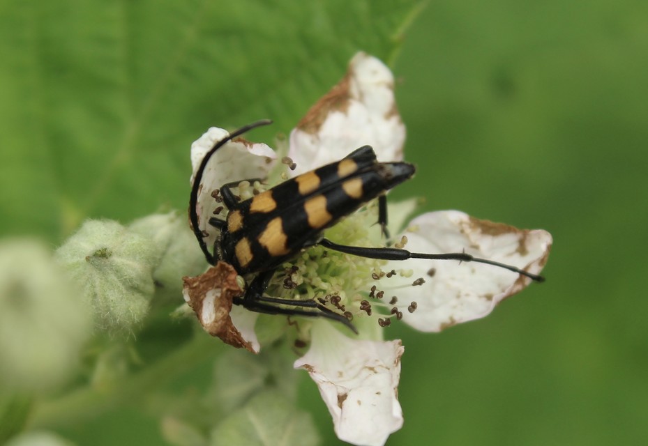 Leptura quadrifasciata - feketeszőrű szalagoscincér