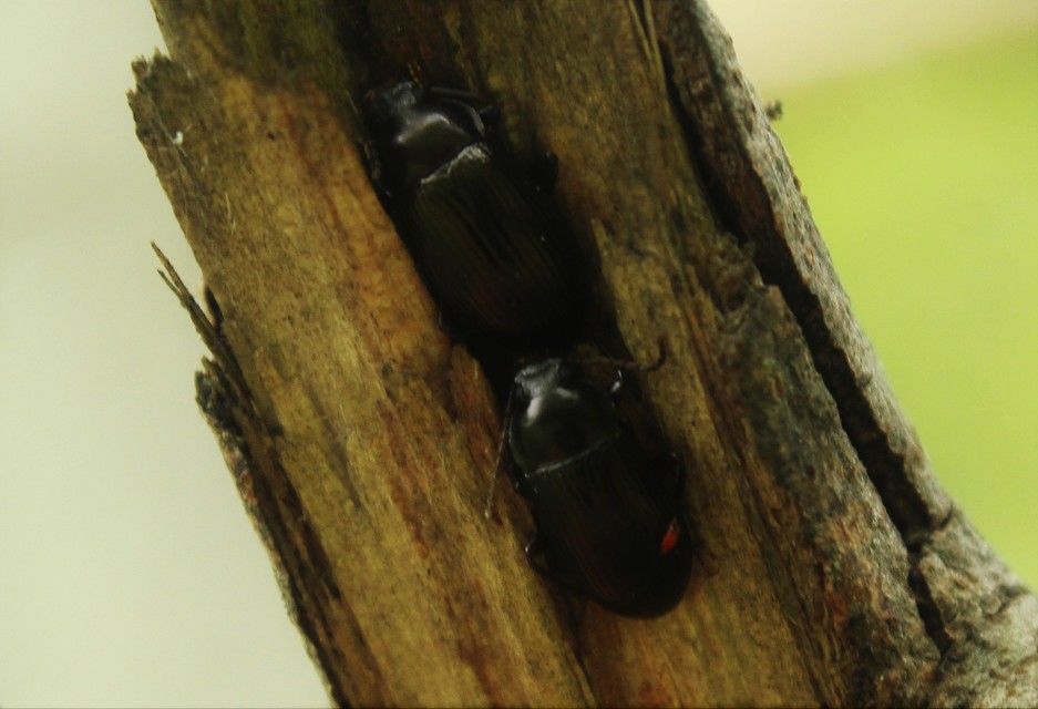 Nalassus dermestoides - rövidszárnyú gyászbogár