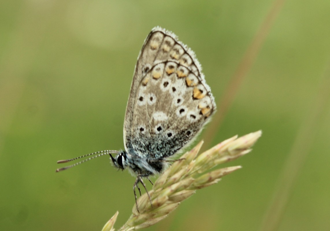 Aricia anteros