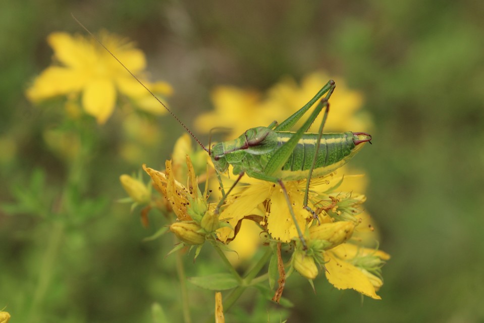 Isophya speciosa