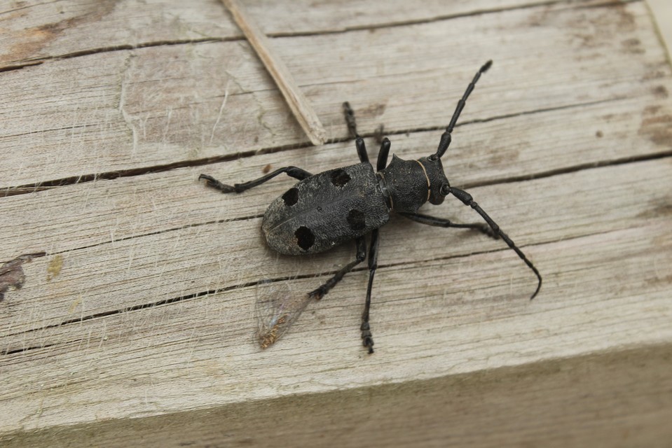 Morimus asper funereus - gyászcincér