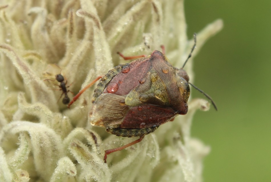 Carpocoris