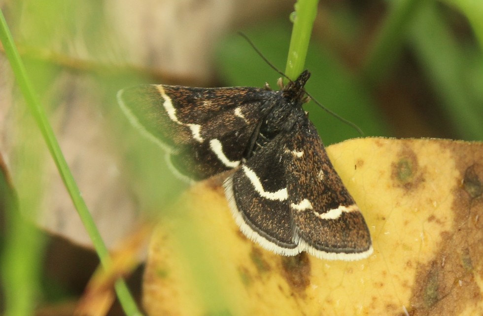 Pyrausta nigrata - fehérpettyes kormosmoly