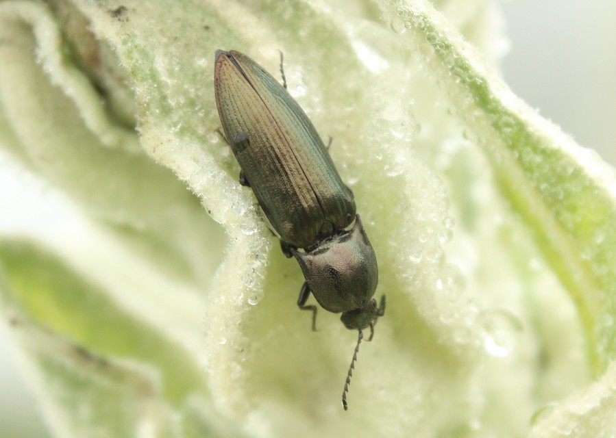 Ctenicera Ctenicera