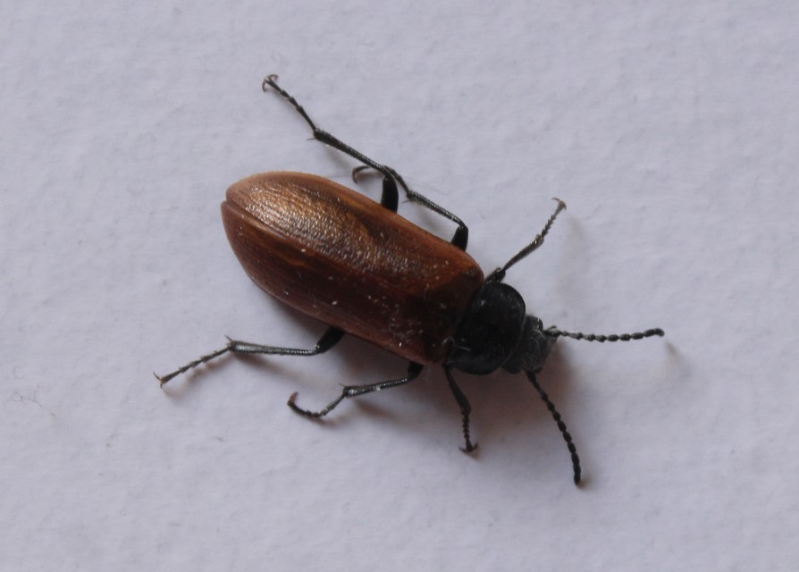 Omophlus proteus - közönséges pejbogár Omophlus proteus - közönséges pejbogár