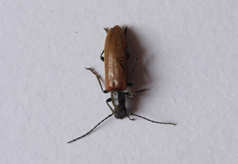 Sparedrus testaceus - szőrös álcincér
