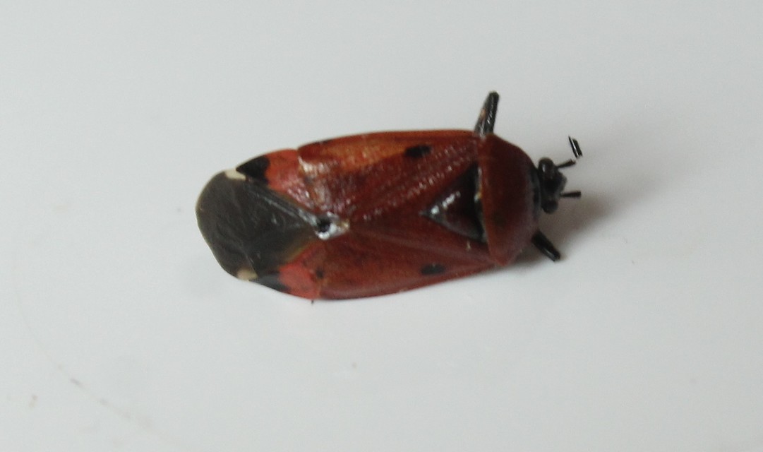 Deraeocoris trifasciatus - nagy mezeipoloska