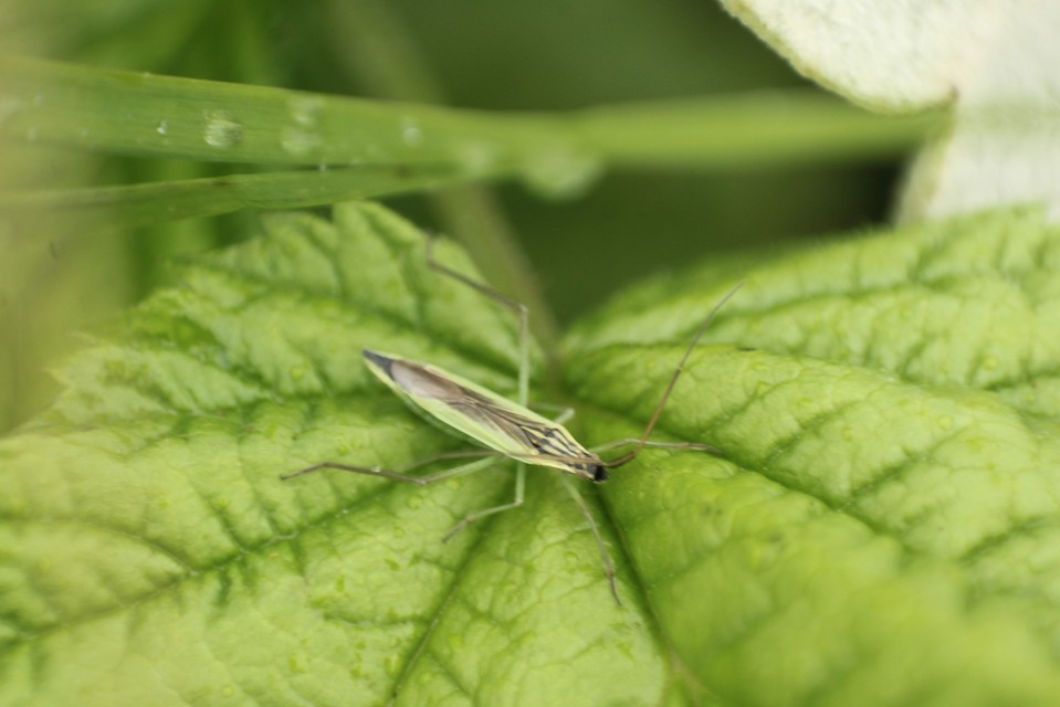 Notostira