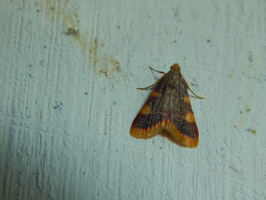 Hypsopygia costalis - szénailonca