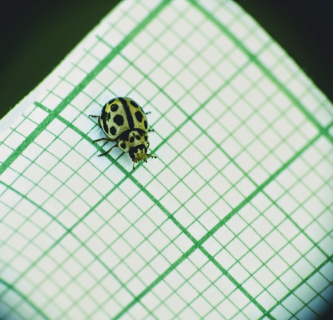 Tytthaspis sedecimpunctata - tizenhatpettyes katica