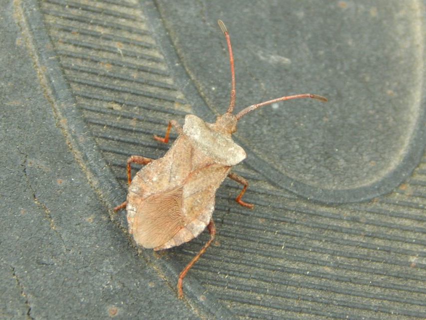Coreus marginatus - közönséges karimáspoloska