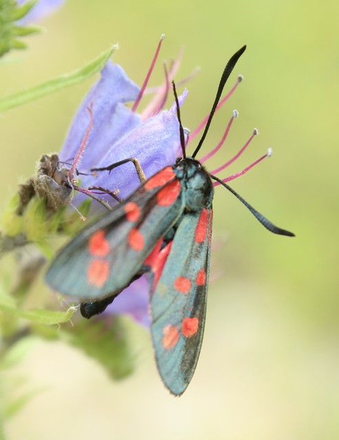 Zygaena filipendulae - acélszínű csüngőlepke