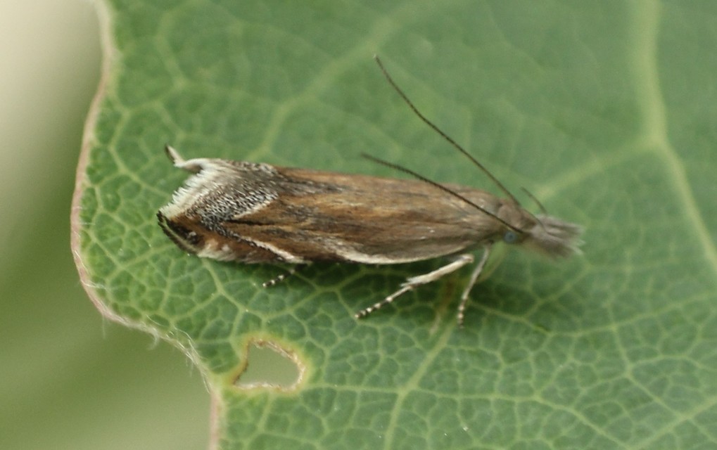 Sophronia