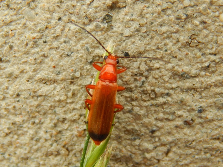 Rhagonycha fulva - feketevégű lágybogár