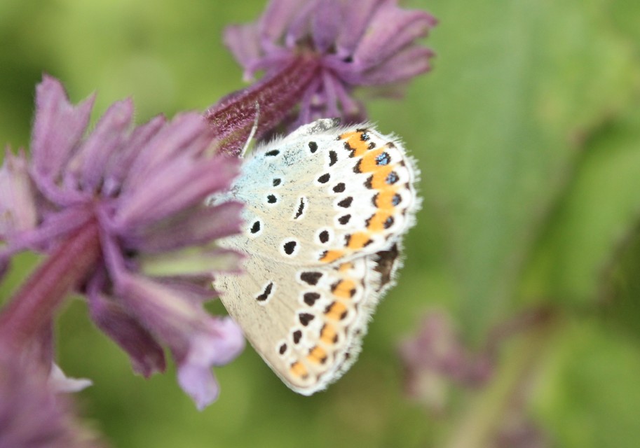 Plebejus argyrognomon - tintakék boglárka