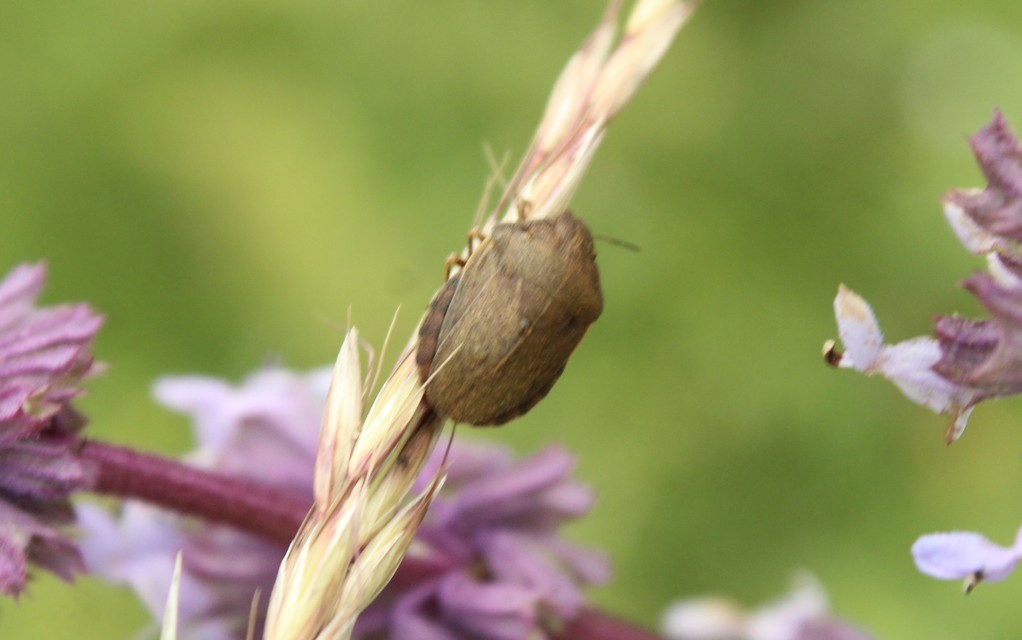 Eurygaster