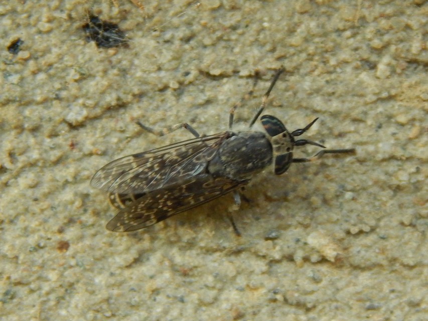 Haematopota