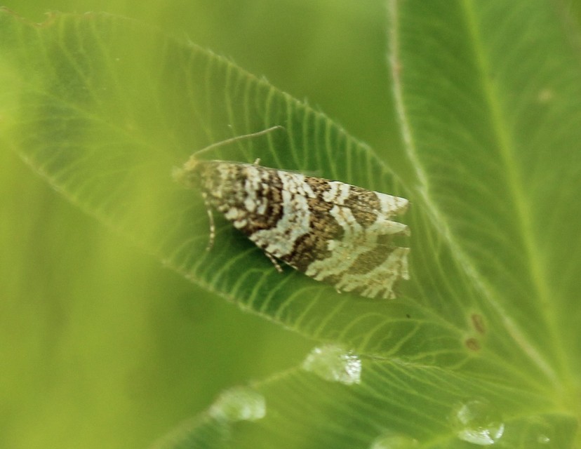 Celypha rivulana - dudvasodró tükrösmoly
