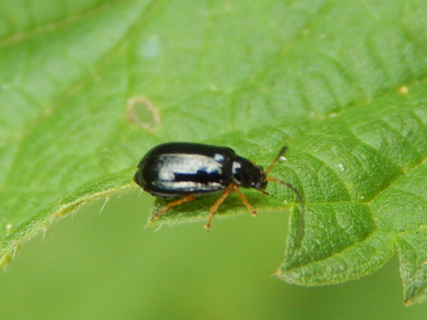 Luperus