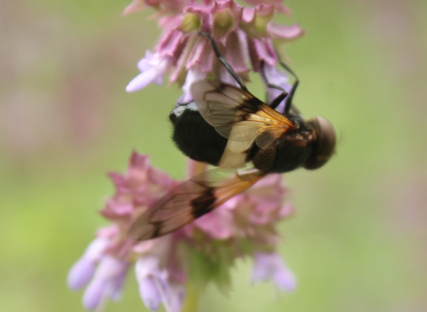 Volucella pellucens - üvegpotrohú pihelégy