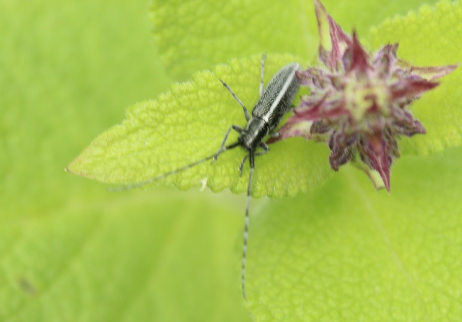 Agapanthia cardui - sávos bogáncscincér