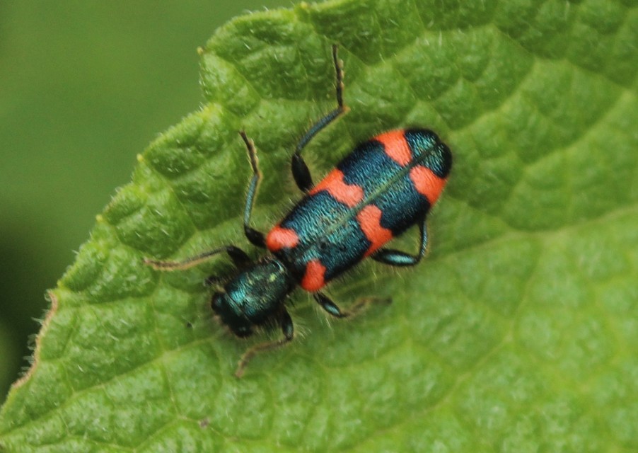 Trichodes favarius - hatfoltos méhészbogár