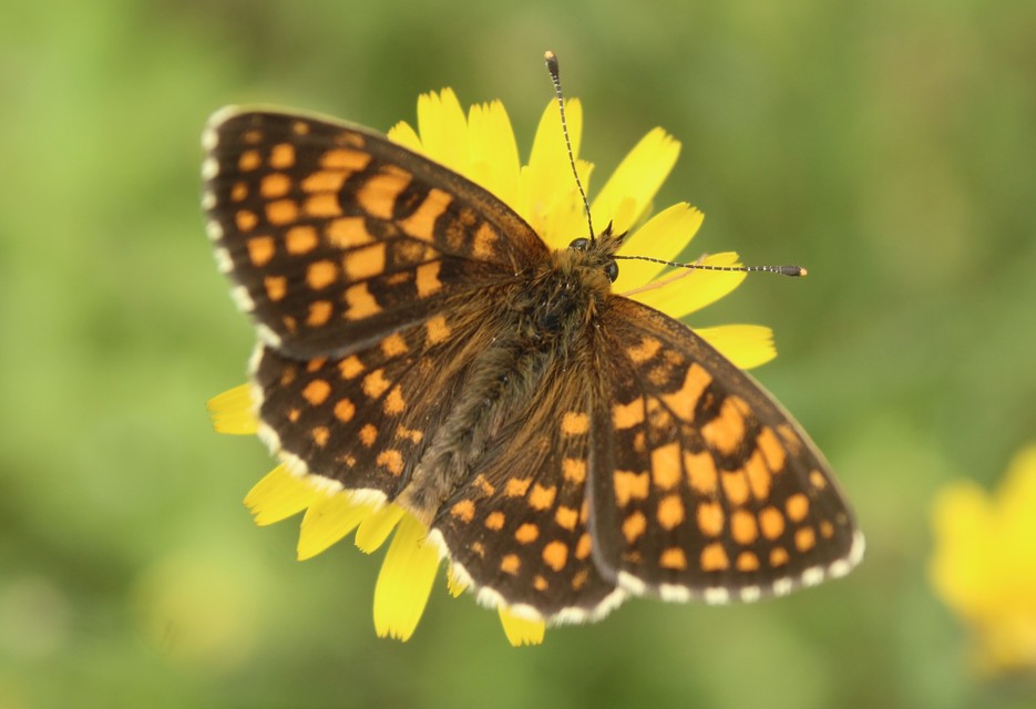 Melitaea athalia - közönséges tarkalepke