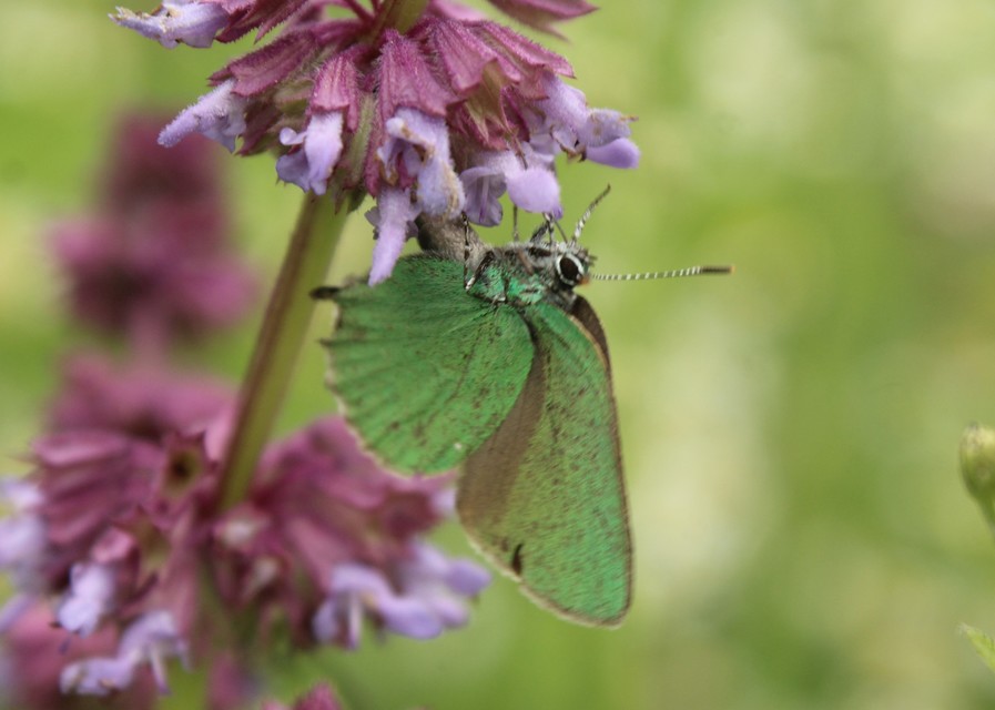 Callophrys rubi - zöldfonákú lepke