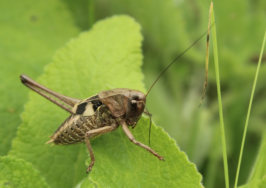 Decticus verrucivorus - szemölcsevő szöcske