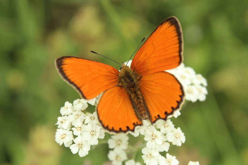 Lycaena virgaureae - arany-tűzlepke