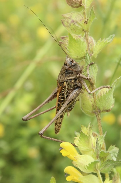 Decticus verrucivorus - szemölcsevő szöcske